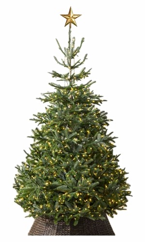 Nordmann fir christmas - bh,