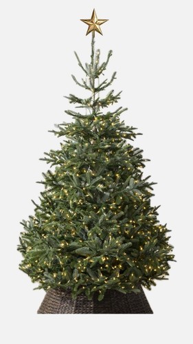Nordmann fir christmas - nordmann,