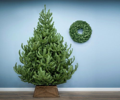 Christmas tree world the - christmas,