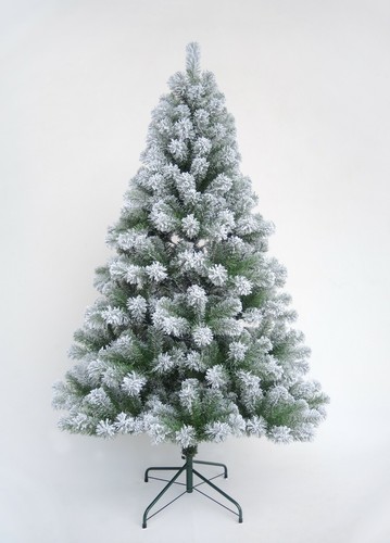 Christmas tree xmas colorado - xmas,