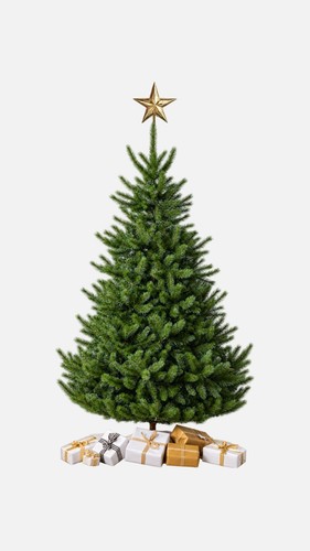 7ft balsam hill nordmann fir - balsam,